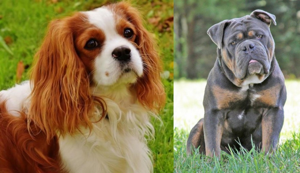 Olde English Bulldogge vs Cavalier King Charles Spaniel - Breed Comparison