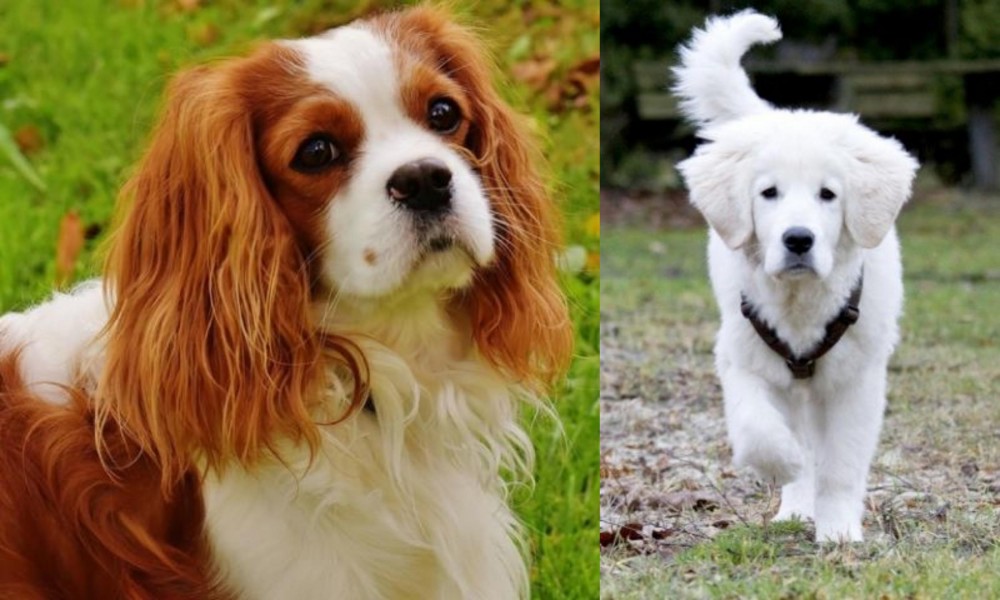 Polish Tatra Sheepdog vs Cavalier King Charles Spaniel - Breed Comparison