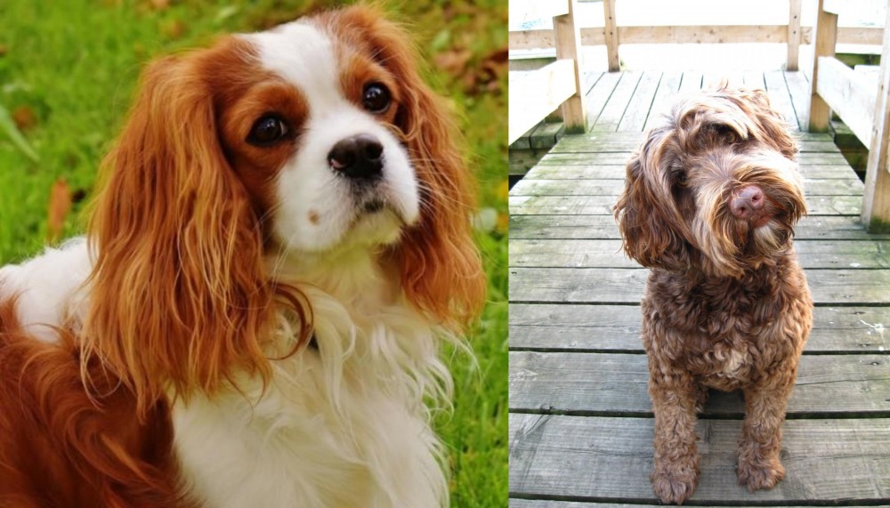 Portuguese Water Dog vs Cavalier King Charles Spaniel - Breed Comparison