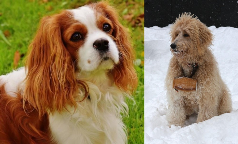 Pyredoodle vs Cavalier King Charles Spaniel - Breed Comparison