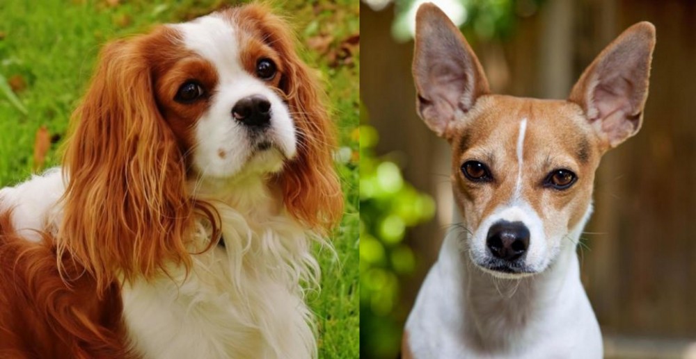 Rat Terrier vs Cavalier King Charles Spaniel - Breed Comparison