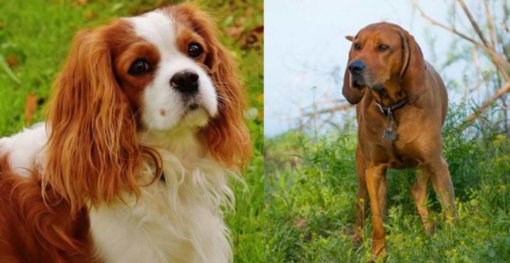 Redbone Coonhound vs Cavalier King Charles Spaniel - Breed Comparison