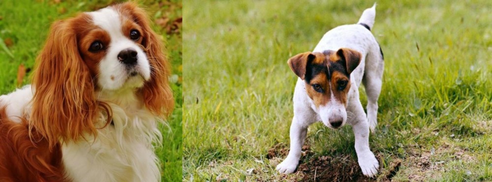 Russell Terrier vs Cavalier King Charles Spaniel - Breed Comparison