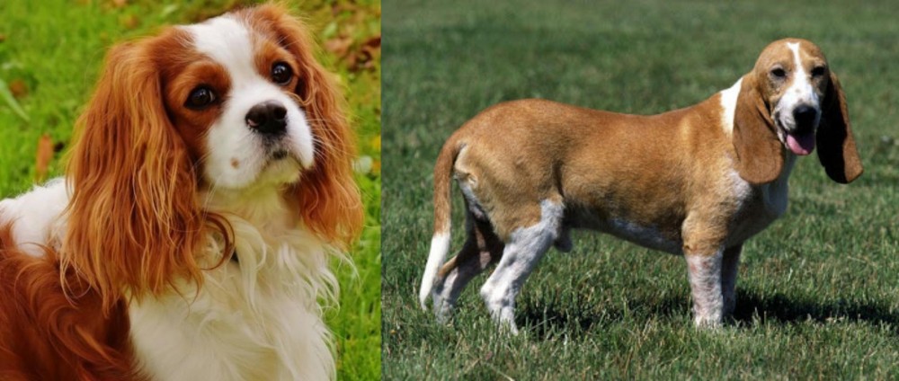 Schweizer Niederlaufhund vs Cavalier King Charles Spaniel - Breed Comparison