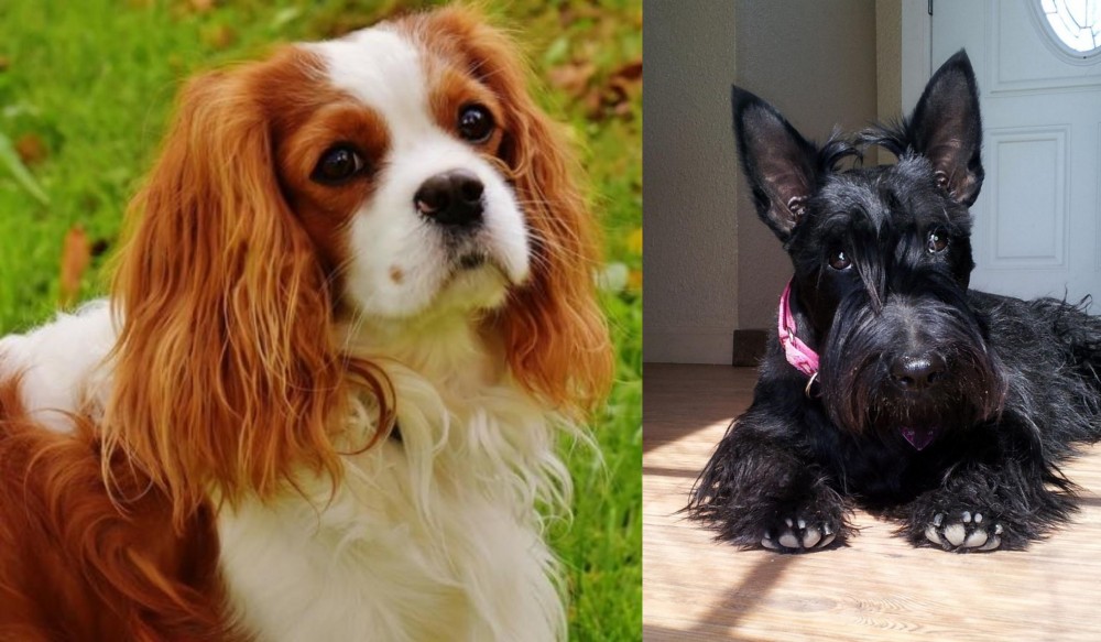 Scottish Terrier vs Cavalier King Charles Spaniel - Breed Comparison