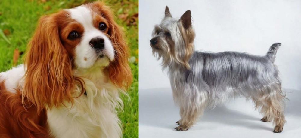 Silky Terrier vs Cavalier King Charles Spaniel - Breed Comparison