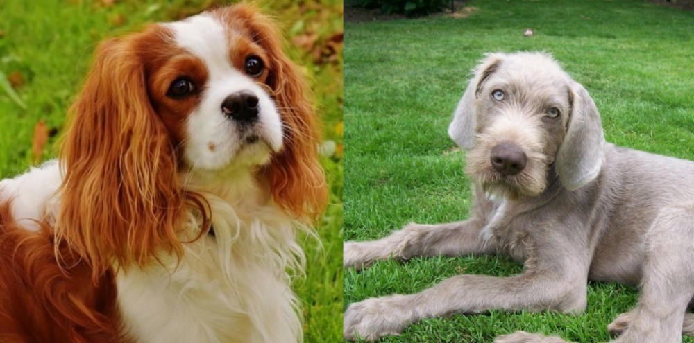 Slovakian Rough Haired Pointer vs Cavalier King Charles Spaniel - Breed Comparison