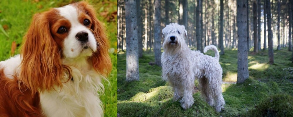 Soft-Coated Wheaten Terrier vs Cavalier King Charles Spaniel - Breed Comparison