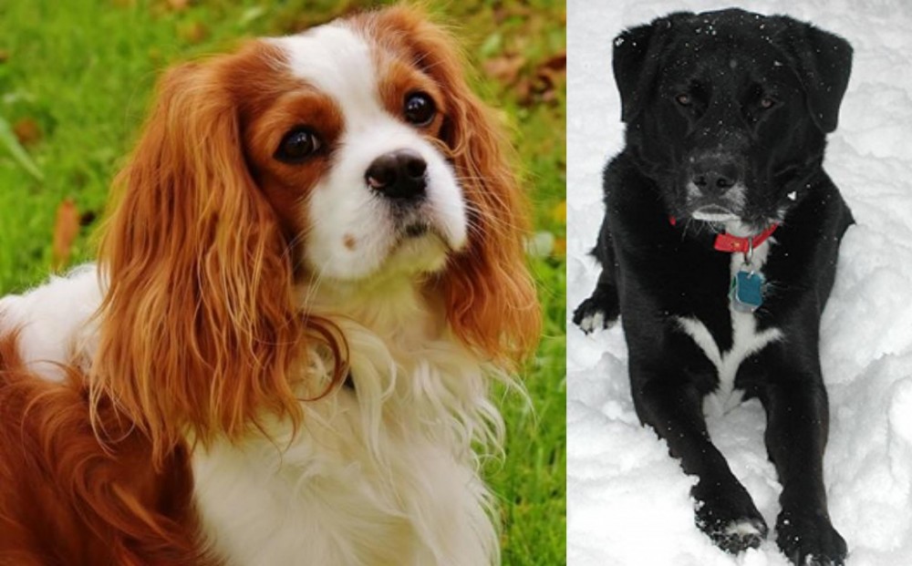 St. John's Water Dog vs Cavalier King Charles Spaniel - Breed Comparison