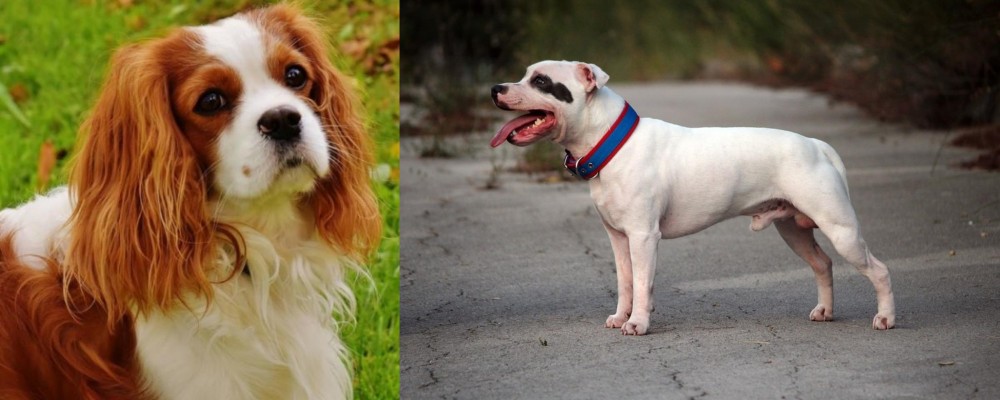 Staffordshire Bull Terrier vs Cavalier King Charles Spaniel - Breed Comparison