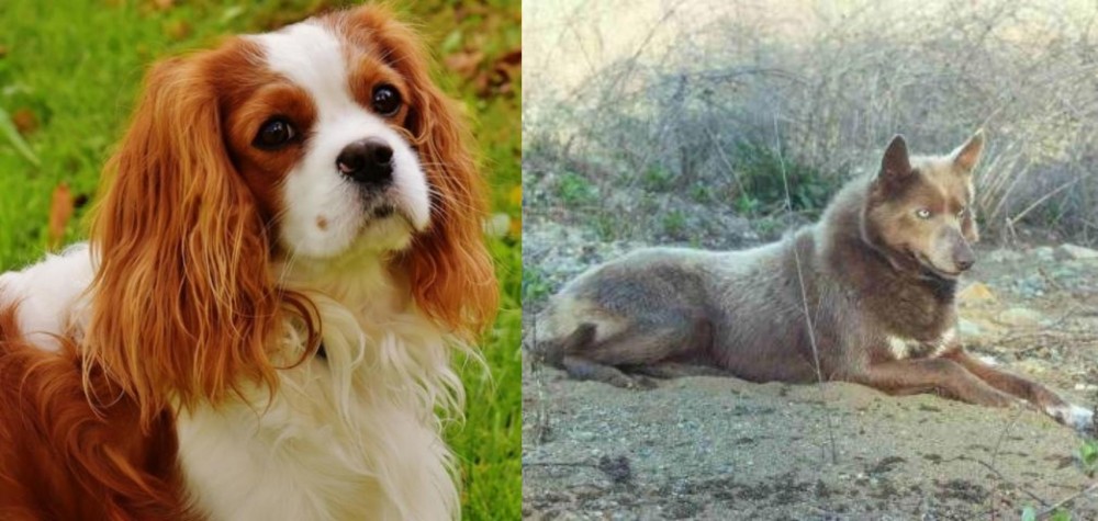 Tahltan Bear Dog vs Cavalier King Charles Spaniel - Breed Comparison