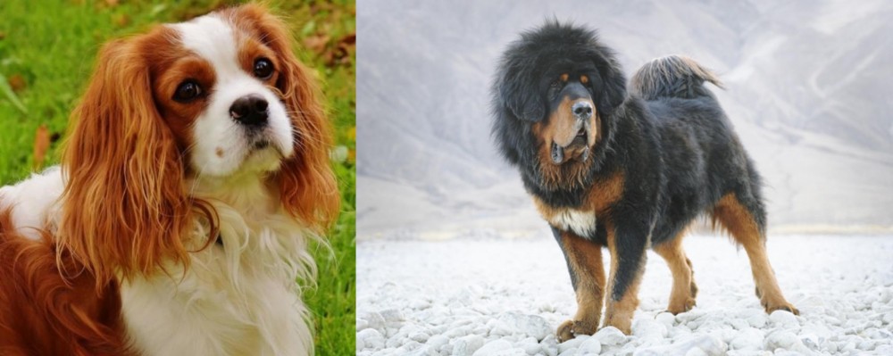 Tibetan Mastiff vs Cavalier King Charles Spaniel - Breed Comparison