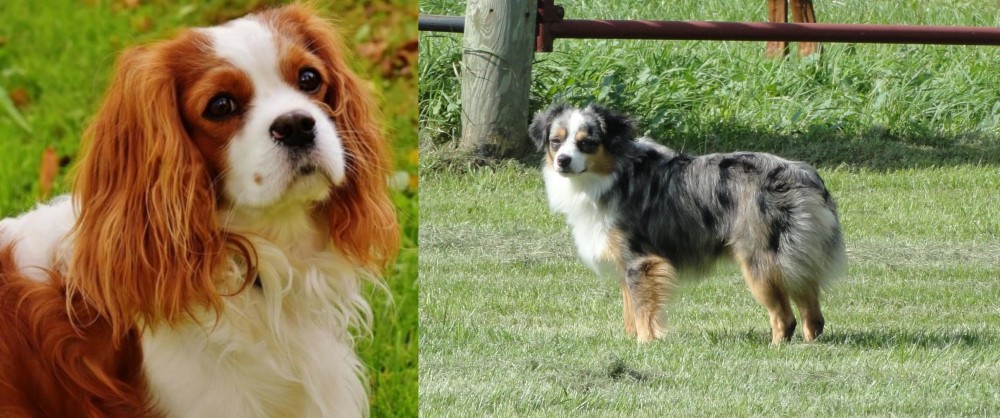Toy Australian Shepherd vs Cavalier King Charles Spaniel - Breed Comparison