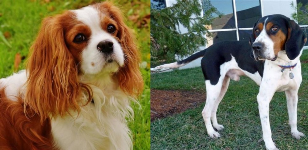 Treeing Walker Coonhound vs Cavalier King Charles Spaniel - Breed Comparison
