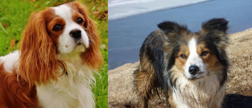 Welsh Sheepdog vs Cavalier King Charles Spaniel - Breed Comparison