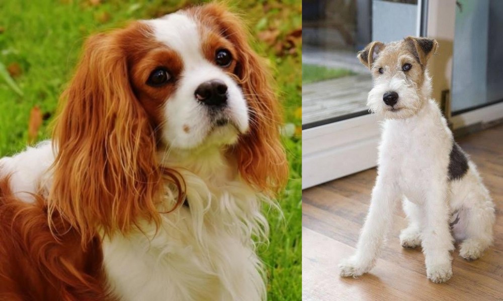 Wire Fox Terrier vs Cavalier King Charles Spaniel - Breed Comparison
