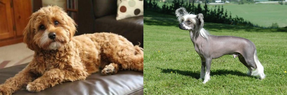 Chinese Crested Dog vs Cavapoo - Breed Comparison