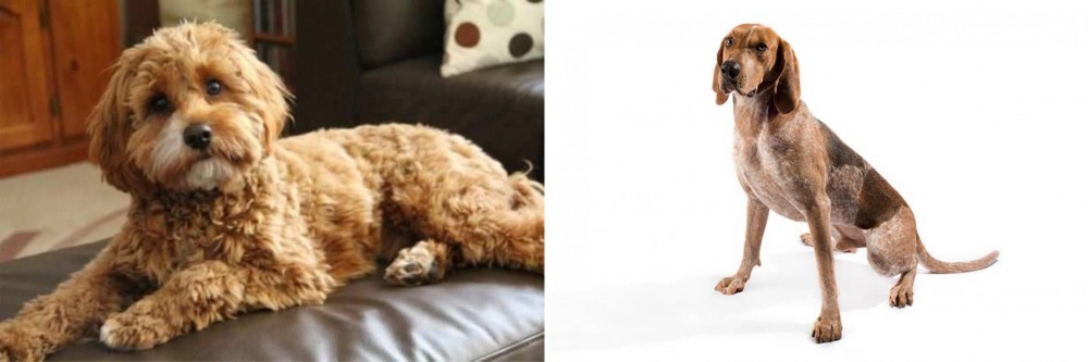 Coonhound vs Cavapoo - Breed Comparison