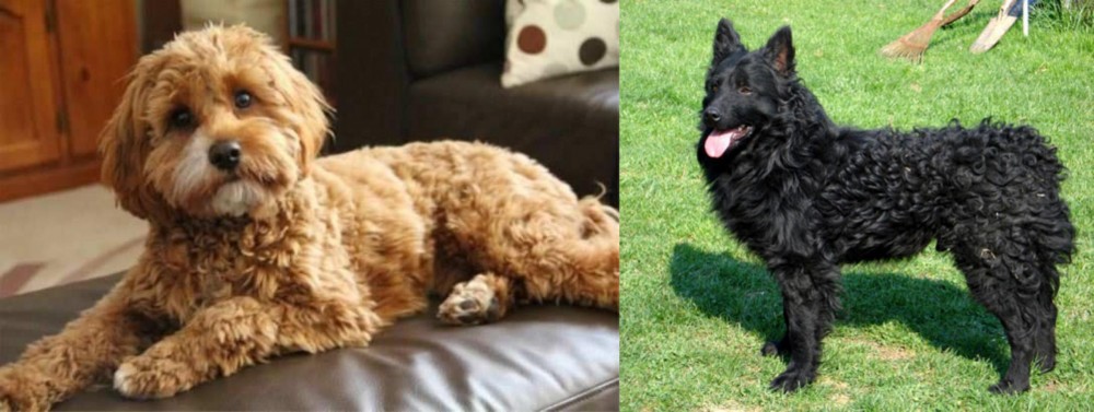 Croatian Sheepdog vs Cavapoo - Breed Comparison