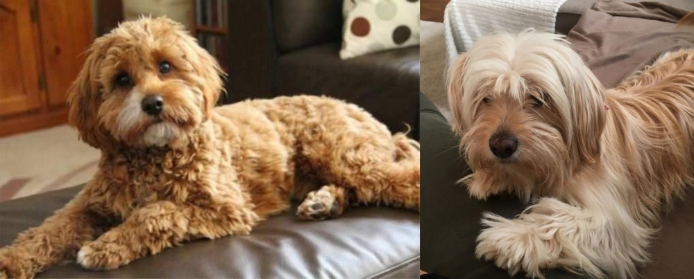 Cyprus Poodle vs Cavapoo - Breed Comparison