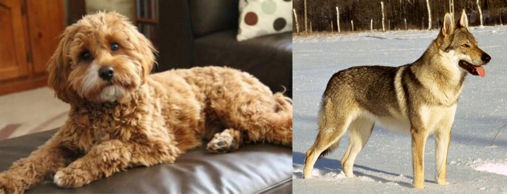 Czechoslovakian Wolfdog vs Cavapoo - Breed Comparison