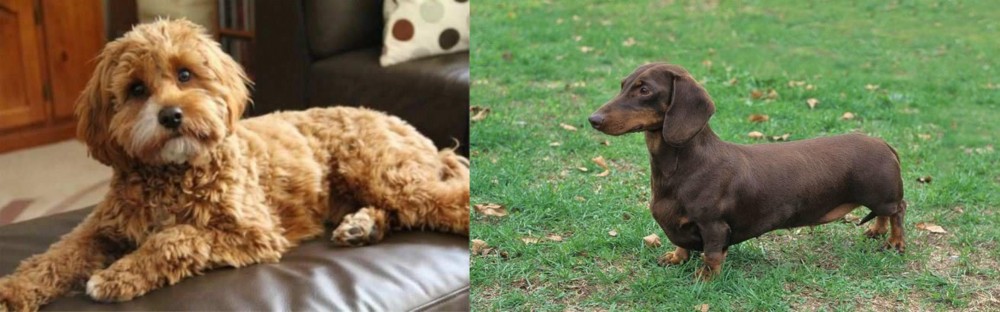 Dachshund vs Cavapoo - Breed Comparison