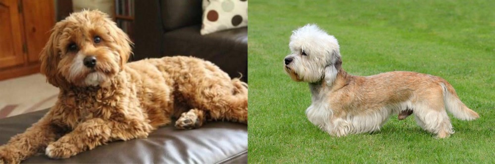 Dandie Dinmont Terrier vs Cavapoo - Breed Comparison