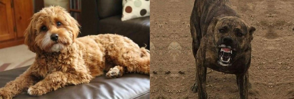 Dogo Sardesco vs Cavapoo - Breed Comparison
