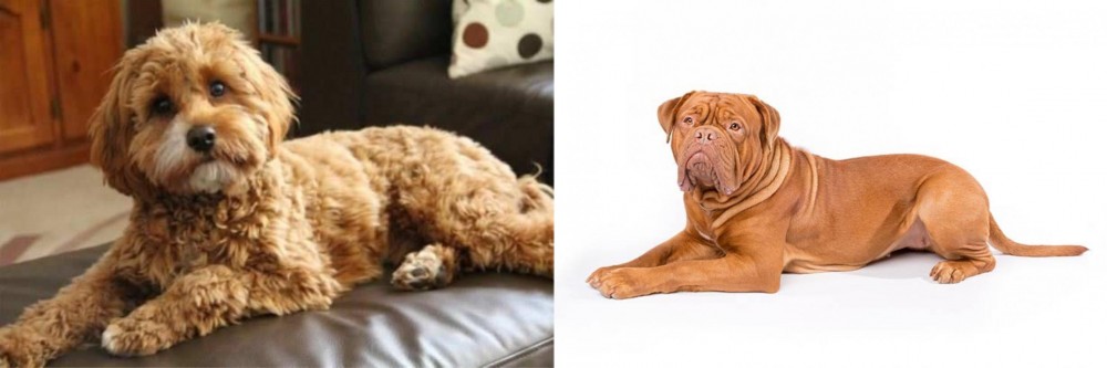 Dogue De Bordeaux vs Cavapoo - Breed Comparison