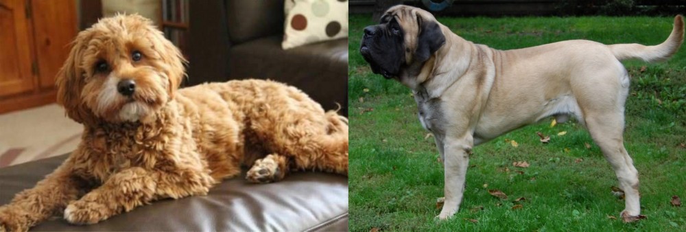 English Mastiff vs Cavapoo - Breed Comparison