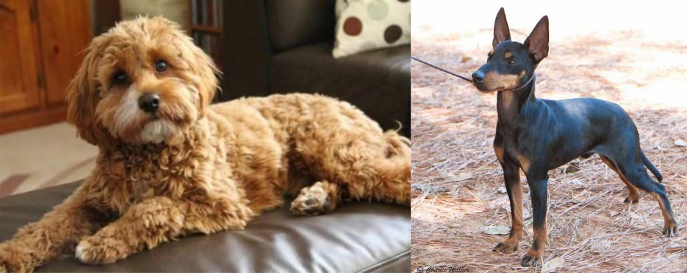 English Toy Terrier (Black & Tan) vs Cavapoo - Breed Comparison
