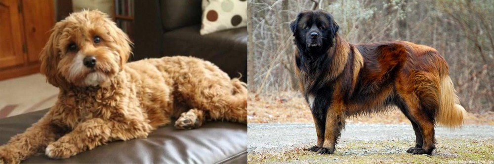 Estrela Mountain Dog vs Cavapoo - Breed Comparison