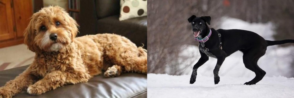 Eurohound vs Cavapoo - Breed Comparison