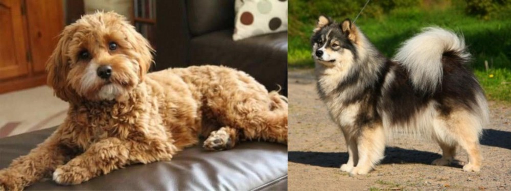 Finnish Lapphund vs Cavapoo - Breed Comparison