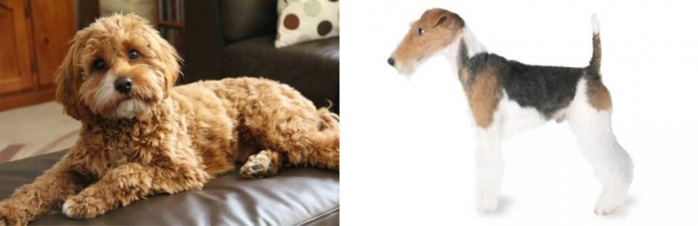 Fox Terrier vs Cavapoo - Breed Comparison