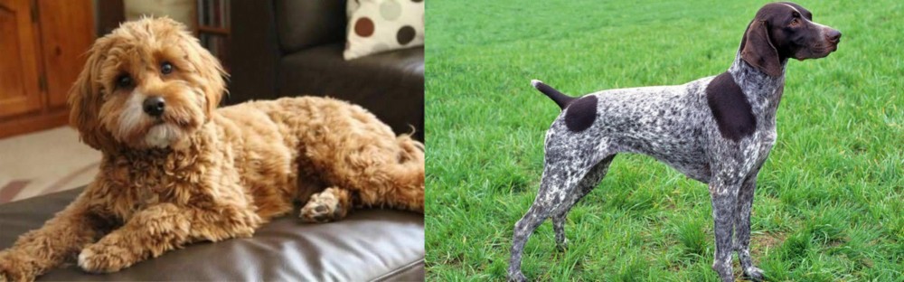 German Shorthaired Pointer vs Cavapoo - Breed Comparison