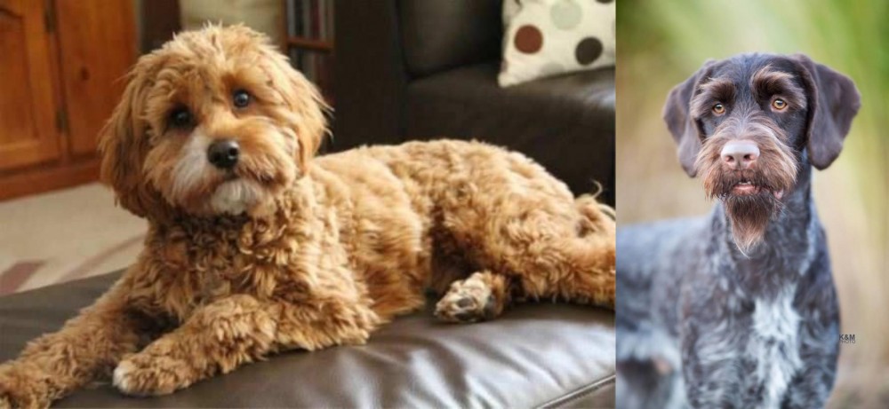 German Wirehaired Pointer vs Cavapoo - Breed Comparison