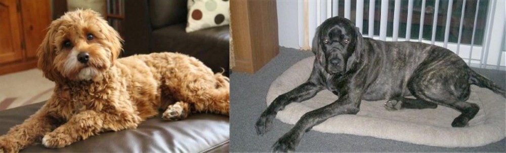 Giant Maso Mastiff vs Cavapoo - Breed Comparison