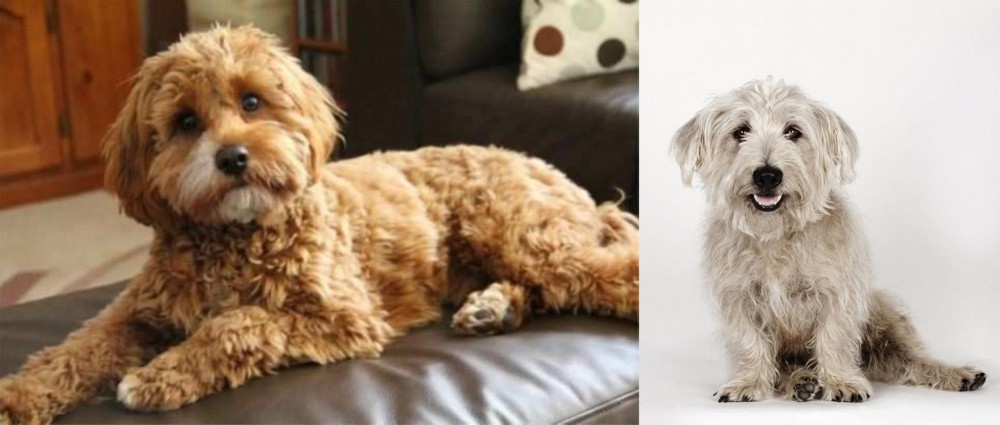 Glen of Imaal Terrier vs Cavapoo - Breed Comparison
