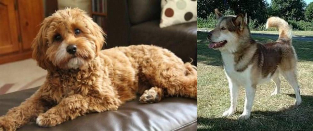 Greenland Dog vs Cavapoo - Breed Comparison