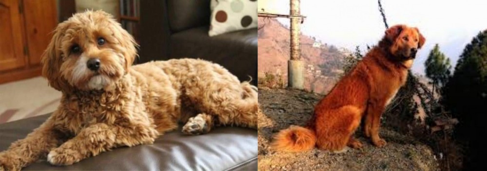 Himalayan Sheepdog vs Cavapoo - Breed Comparison