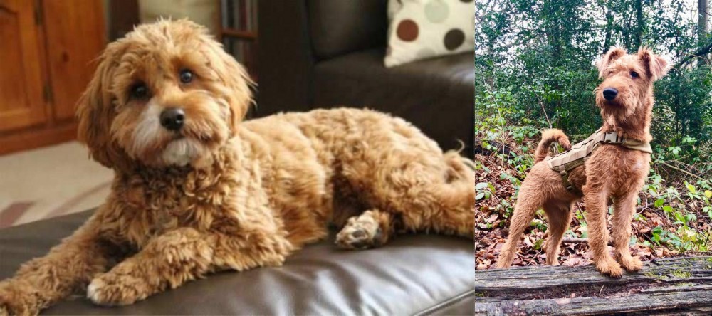 Irish Terrier vs Cavapoo - Breed Comparison