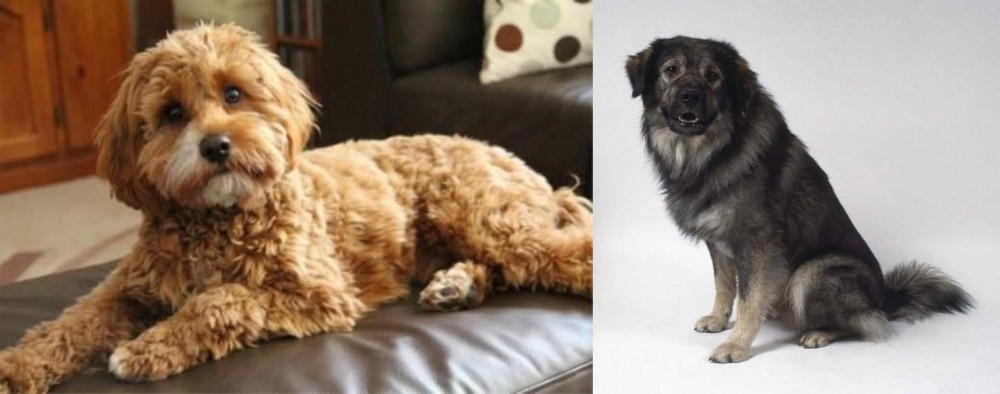 Istrian Sheepdog vs Cavapoo - Breed Comparison