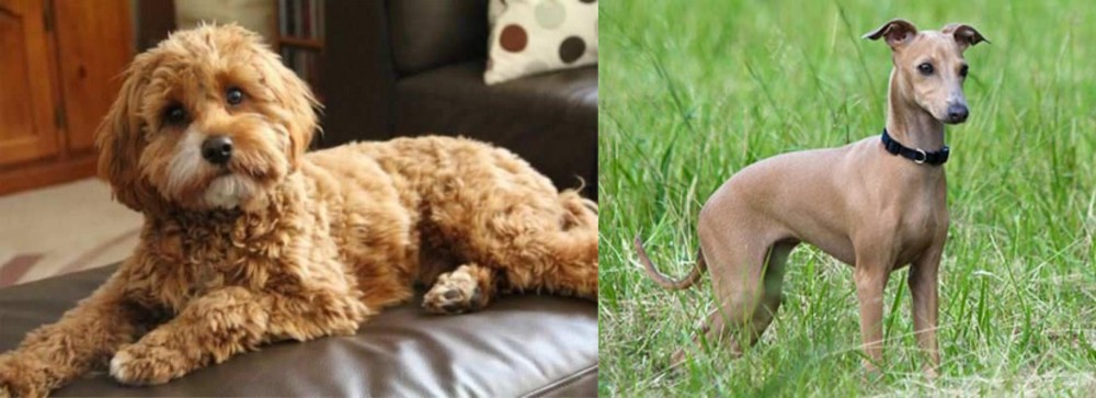Italian Greyhound vs Cavapoo - Breed Comparison