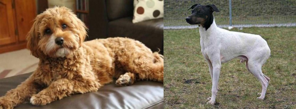 Japanese Terrier vs Cavapoo - Breed Comparison