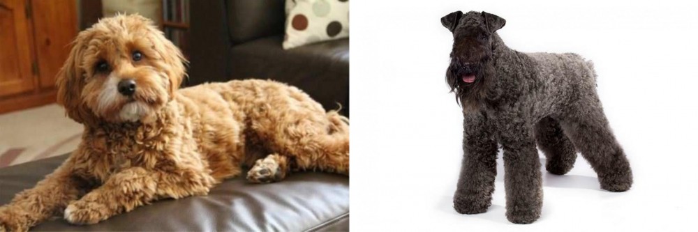 Kerry Blue Terrier vs Cavapoo - Breed Comparison