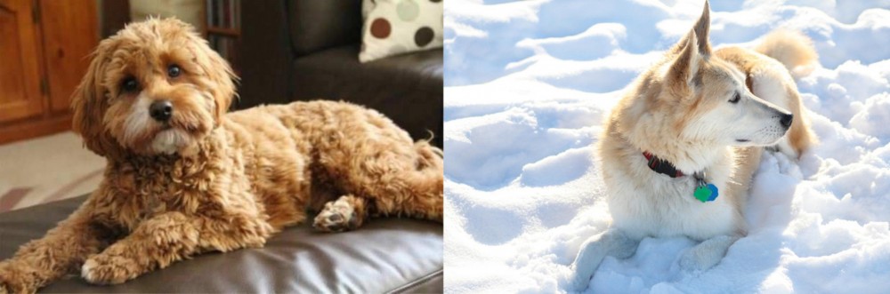 Labrador Husky vs Cavapoo - Breed Comparison