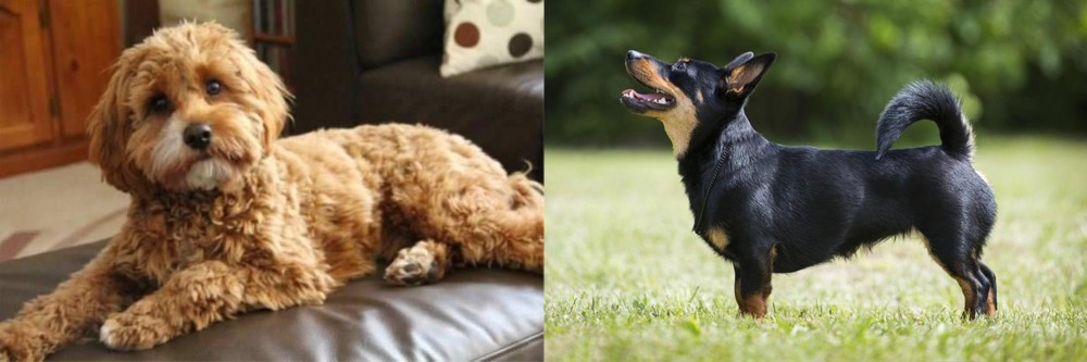 Lancashire Heeler vs Cavapoo - Breed Comparison