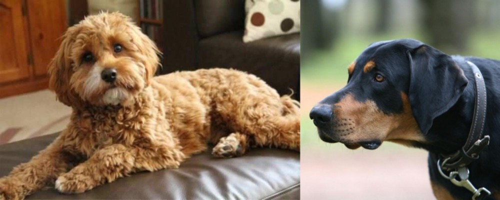 Lithuanian Hound vs Cavapoo - Breed Comparison