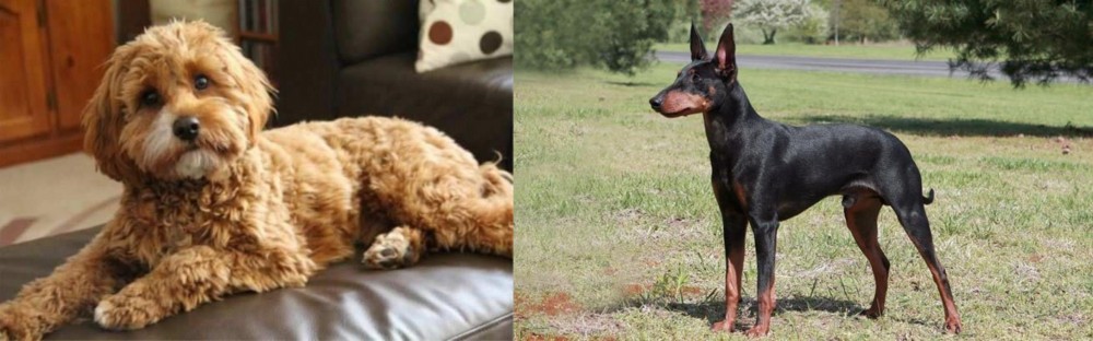 Manchester Terrier vs Cavapoo - Breed Comparison